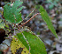  ( - BioBot00678)  @11 [ ] CreativeCommons - Attribution Non-Commercial Share-Alike (2010) Daniel H. Janzen Guanacaste Dry Forest Conservation Fund