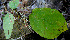  ( - BioBot00678)  @11 [ ] CreativeCommons - Attribution Non-Commercial Share-Alike (2010) Daniel H. Janzen Guanacaste Dry Forest Conservation Fund