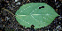  ( - BioBot00678)  @11 [ ] CreativeCommons - Attribution Non-Commercial Share-Alike (2010) Daniel H. Janzen Guanacaste Dry Forest Conservation Fund