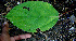  ( - BioBot00678)  @11 [ ] CreativeCommons - Attribution Non-Commercial Share-Alike (2010) Daniel H. Janzen Guanacaste Dry Forest Conservation Fund