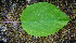  ( - BioBot00679)  @11 [ ] CreativeCommons - Attribution Non-Commercial Share-Alike (2010) Daniel H. Janzen Guanacaste Dry Forest Conservation Fund