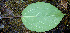  ( - BioBot00679)  @11 [ ] CreativeCommons - Attribution Non-Commercial Share-Alike (2010) Daniel H. Janzen Guanacaste Dry Forest Conservation Fund