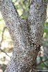  ( - BioBot00679)  @11 [ ] CreativeCommons - Attribution Non-Commercial Share-Alike (2010) Daniel H. Janzen Guanacaste Dry Forest Conservation Fund
