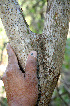  ( - BioBot00679)  @11 [ ] CreativeCommons - Attribution Non-Commercial Share-Alike (2010) Daniel H. Janzen Guanacaste Dry Forest Conservation Fund