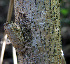  ( - BioBot00680)  @11 [ ] CreativeCommons - Attribution Non-Commercial Share-Alike (2010) Daniel H. Janzen Guanacaste Dry Forest Conservation Fund