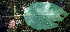  ( - BioBot00680)  @11 [ ] CreativeCommons - Attribution Non-Commercial Share-Alike (2010) Daniel H. Janzen Guanacaste Dry Forest Conservation Fund