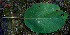  ( - BioBot00680)  @11 [ ] CreativeCommons - Attribution Non-Commercial Share-Alike (2010) Daniel H. Janzen Guanacaste Dry Forest Conservation Fund