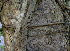  ( - BioBot00684)  @11 [ ] CreativeCommons - Attribution Non-Commercial Share-Alike (2010) Daniel H. Janzen Guanacaste Dry Forest Conservation Fund
