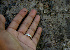  ( - BioBot00684)  @11 [ ] CreativeCommons - Attribution Non-Commercial Share-Alike (2010) Daniel H. Janzen Guanacaste Dry Forest Conservation Fund