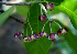  ( - BioBot00684)  @11 [ ] CreativeCommons - Attribution Non-Commercial Share-Alike (2010) Daniel H. Janzen Guanacaste Dry Forest Conservation Fund