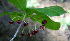  ( - BioBot00684)  @11 [ ] CreativeCommons - Attribution Non-Commercial Share-Alike (2010) Daniel H. Janzen Guanacaste Dry Forest Conservation Fund