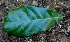  ( - BioBot00684)  @11 [ ] CreativeCommons - Attribution Non-Commercial Share-Alike (2010) Daniel H. Janzen Guanacaste Dry Forest Conservation Fund