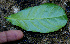 ( - BioBot00684)  @11 [ ] CreativeCommons - Attribution Non-Commercial Share-Alike (2010) Daniel H. Janzen Guanacaste Dry Forest Conservation Fund