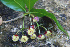  ( - BioBot00684)  @11 [ ] CreativeCommons - Attribution Non-Commercial Share-Alike (2010) Daniel H. Janzen Guanacaste Dry Forest Conservation Fund