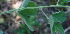  (Desmodium nicaraguensis - BioBot00698)  @11 [ ] CreativeCommons - Attribution Non-Commercial Share-Alike (2010) Daniel H. Janzen Guanacaste Dry Forest Conservation Fund