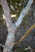  ( - BioBot00714)  @11 [ ] CreativeCommons - Attribution Non-Commercial Share-Alike (2010) Daniel H. Janzen Guanacaste Dry Forest Conservation Fund