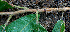  ( - BioBot00714)  @11 [ ] CreativeCommons - Attribution Non-Commercial Share-Alike (2010) Daniel H. Janzen Guanacaste Dry Forest Conservation Fund