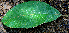  ( - BioBot00714)  @11 [ ] CreativeCommons - Attribution Non-Commercial Share-Alike (2010) Daniel H. Janzen Guanacaste Dry Forest Conservation Fund