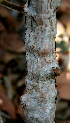  ( - BioBot00715)  @11 [ ] CreativeCommons - Attribution Non-Commercial Share-Alike (2010) Daniel H. Janzen Guanacaste Dry Forest Conservation Fund