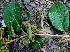  ( - BioBot00715)  @11 [ ] CreativeCommons - Attribution Non-Commercial Share-Alike (2010) Daniel H. Janzen Guanacaste Dry Forest Conservation Fund
