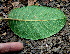  ( - BioBot00715)  @11 [ ] CreativeCommons - Attribution Non-Commercial Share-Alike (2010) Daniel H. Janzen Guanacaste Dry Forest Conservation Fund
