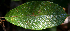  ( - BioBot00716)  @11 [ ] CreativeCommons - Attribution Non-Commercial Share-Alike (2010) Daniel H. Janzen Guanacaste Dry Forest Conservation Fund
