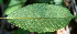  ( - BioBot00716)  @11 [ ] CreativeCommons - Attribution Non-Commercial Share-Alike (2010) Daniel H. Janzen Guanacaste Dry Forest Conservation Fund