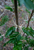  (Vachiella cornigera - BioBot00720)  @11 [ ] CreativeCommons - Attribution Non-Commercial Share-Alike (2010) Daniel H. Janzen Guanacaste Dry Forest Conservation Fund