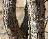  (Mimosa acantholoba - BioBot00756)  @11 [ ] CreativeCommons - Attribution Non-Commercial Share-Alike (2010) Daniel H. Janzen Guanacaste Dry Forest Conservation Fund