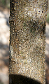  ( - BioBot00765)  @11 [ ] CreativeCommons - Attribution Non-Commercial Share-Alike (2010) Daniel H. Janzen Guanacaste Dry Forest Conservation Fund