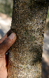  ( - BioBot00765)  @11 [ ] CreativeCommons - Attribution Non-Commercial Share-Alike (2010) Daniel H. Janzen Guanacaste Dry Forest Conservation Fund