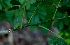  ( - BioBot00765)  @11 [ ] CreativeCommons - Attribution Non-Commercial Share-Alike (2010) Daniel H. Janzen Guanacaste Dry Forest Conservation Fund