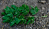  ( - BioBot00765)  @11 [ ] CreativeCommons - Attribution Non-Commercial Share-Alike (2010) Daniel H. Janzen Guanacaste Dry Forest Conservation Fund