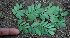  ( - BioBot00765)  @11 [ ] CreativeCommons - Attribution Non-Commercial Share-Alike (2010) Daniel H. Janzen Guanacaste Dry Forest Conservation Fund