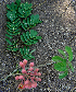  ( - BioBot00765)  @11 [ ] CreativeCommons - Attribution Non-Commercial Share-Alike (2010) Daniel H. Janzen Guanacaste Dry Forest Conservation Fund
