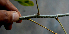  ( - BioBot00766)  @11 [ ] CreativeCommons - Attribution Non-Commercial Share-Alike (2010) Daniel H. Janzen Guanacaste Dry Forest Conservation Fund