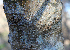  ( - BioBot00767)  @11 [ ] CreativeCommons - Attribution Non-Commercial Share-Alike (2010) Daniel H. Janzen Guanacaste Dry Forest Conservation Fund