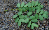  ( - BioBot00767)  @11 [ ] CreativeCommons - Attribution Non-Commercial Share-Alike (2010) Daniel H. Janzen Guanacaste Dry Forest Conservation Fund