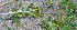  ( - BioBot00767)  @11 [ ] CreativeCommons - Attribution Non-Commercial Share-Alike (2010) Daniel H. Janzen Guanacaste Dry Forest Conservation Fund