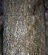  (Lonchocarpus parviflorus - BioBot00768)  @11 [ ] CreativeCommons - Attribution Non-Commercial Share-Alike (2010) Daniel H. Janzen Guanacaste Dry Forest Conservation Fund