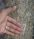  ( - BioBot00768)  @11 [ ] CreativeCommons - Attribution Non-Commercial Share-Alike (2010) Daniel H. Janzen Guanacaste Dry Forest Conservation Fund