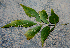  ( - BioBot00768)  @11 [ ] CreativeCommons - Attribution Non-Commercial Share-Alike (2010) Daniel H. Janzen Guanacaste Dry Forest Conservation Fund