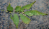  ( - BioBot00768)  @11 [ ] CreativeCommons - Attribution Non-Commercial Share-Alike (2010) Daniel H. Janzen Guanacaste Dry Forest Conservation Fund