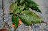  ( - BioBot00768)  @11 [ ] CreativeCommons - Attribution Non-Commercial Share-Alike (2010) Daniel H. Janzen Guanacaste Dry Forest Conservation Fund