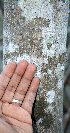  ( - BioBot00769)  @11 [ ] CreativeCommons - Attribution Non-Commercial Share-Alike (2010) Daniel H. Janzen Guanacaste Dry Forest Conservation Fund