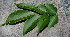  ( - BioBot00769)  @11 [ ] CreativeCommons - Attribution Non-Commercial Share-Alike (2010) Daniel H. Janzen Guanacaste Dry Forest Conservation Fund