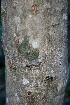  ( - BioBot00770)  @11 [ ] CreativeCommons - Attribution Non-Commercial Share-Alike (2010) Daniel H. Janzen Guanacaste Dry Forest Conservation Fund