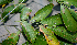  ( - BioBot00770)  @11 [ ] CreativeCommons - Attribution Non-Commercial Share-Alike (2010) Daniel H. Janzen Guanacaste Dry Forest Conservation Fund