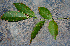  ( - BioBot00770)  @11 [ ] CreativeCommons - Attribution Non-Commercial Share-Alike (2010) Daniel H. Janzen Guanacaste Dry Forest Conservation Fund