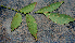  ( - BioBot00770)  @11 [ ] CreativeCommons - Attribution Non-Commercial Share-Alike (2010) Daniel H. Janzen Guanacaste Dry Forest Conservation Fund